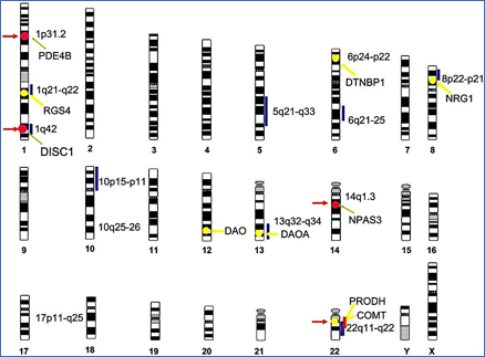 Descripción: WEBTRABAJO:RANF:Edicion digital:Anales:2012:Vol4:cecilio:Figura 1 Genes implicados.jpg